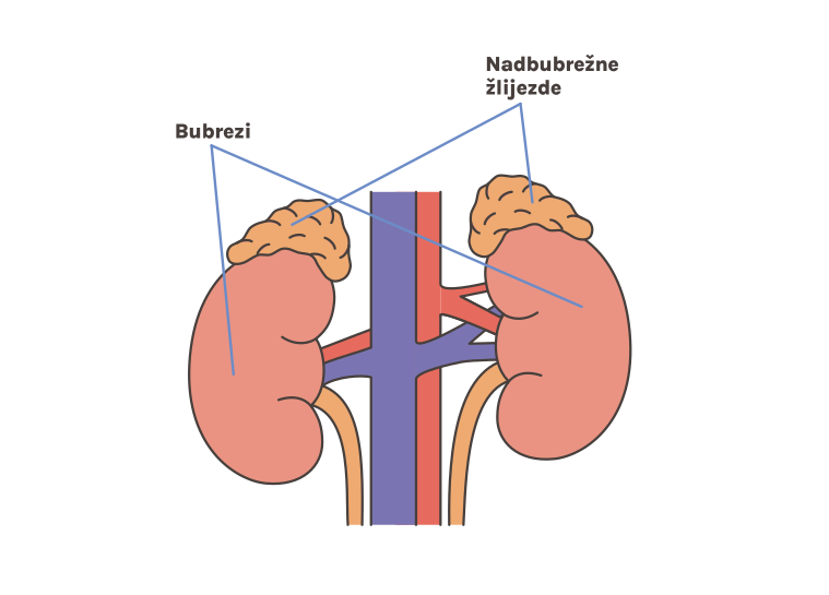 Vodič za bolesnike s adrenalnom insuficijencijom